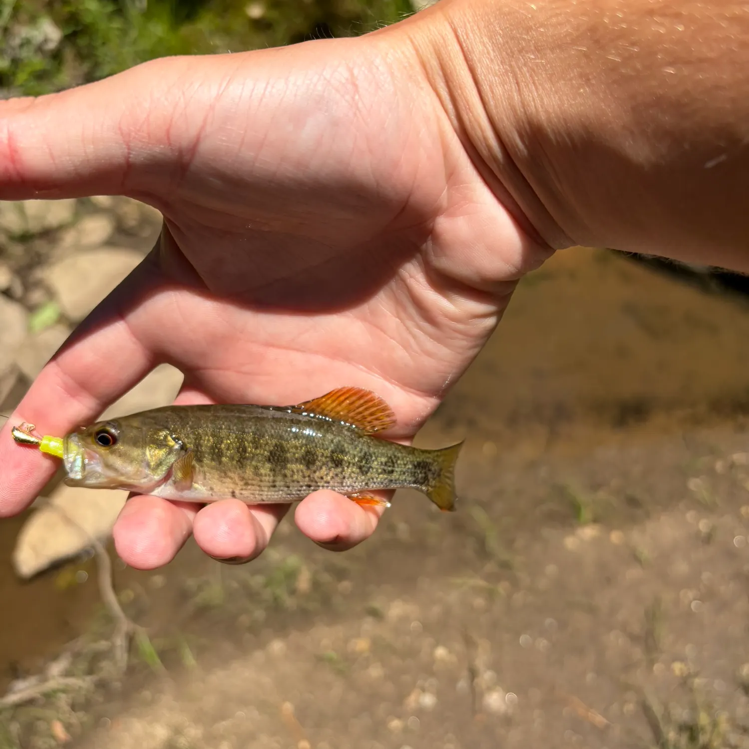 The most recent Bartram's bass catches on Fishbrain