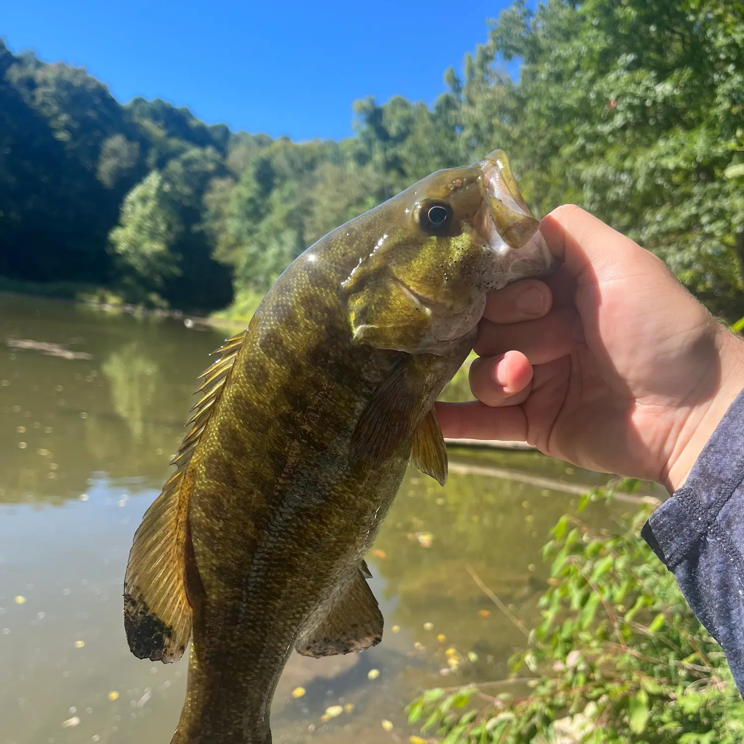 Smallmouth bass caught on Fishbrain