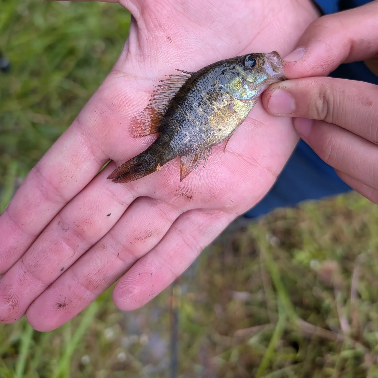Warmouth caught on Fishbrain
