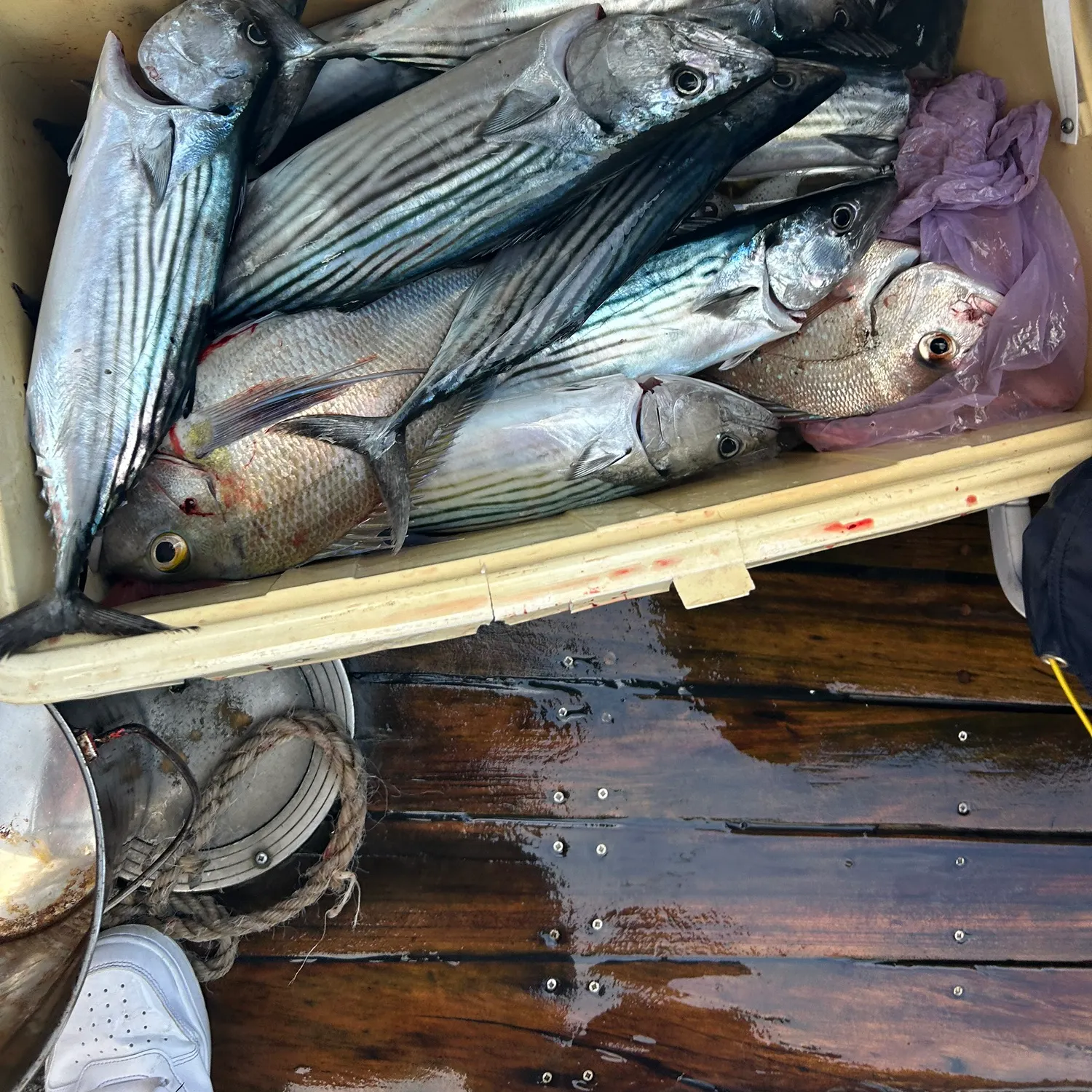 The most recent Australian bonito catches on Fishbrain