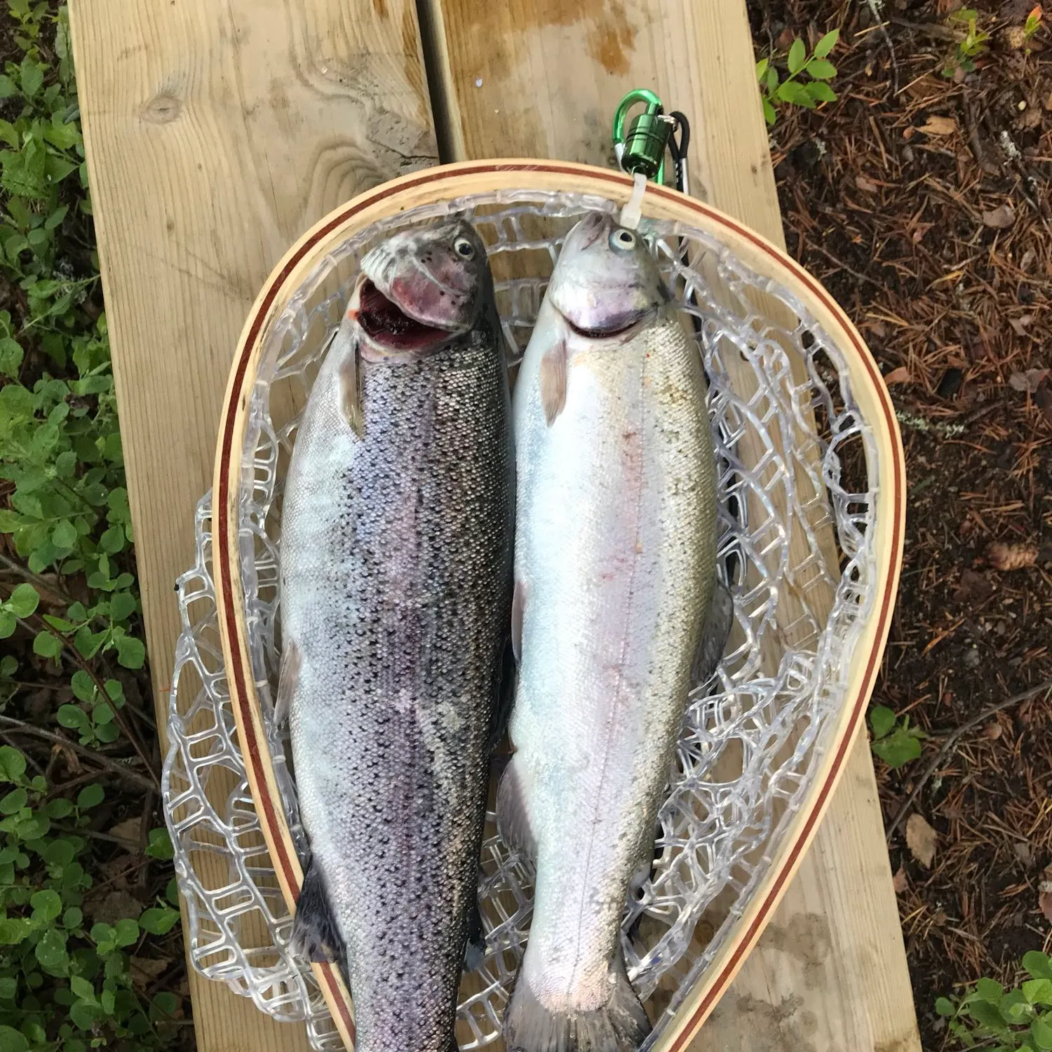 recently logged catches