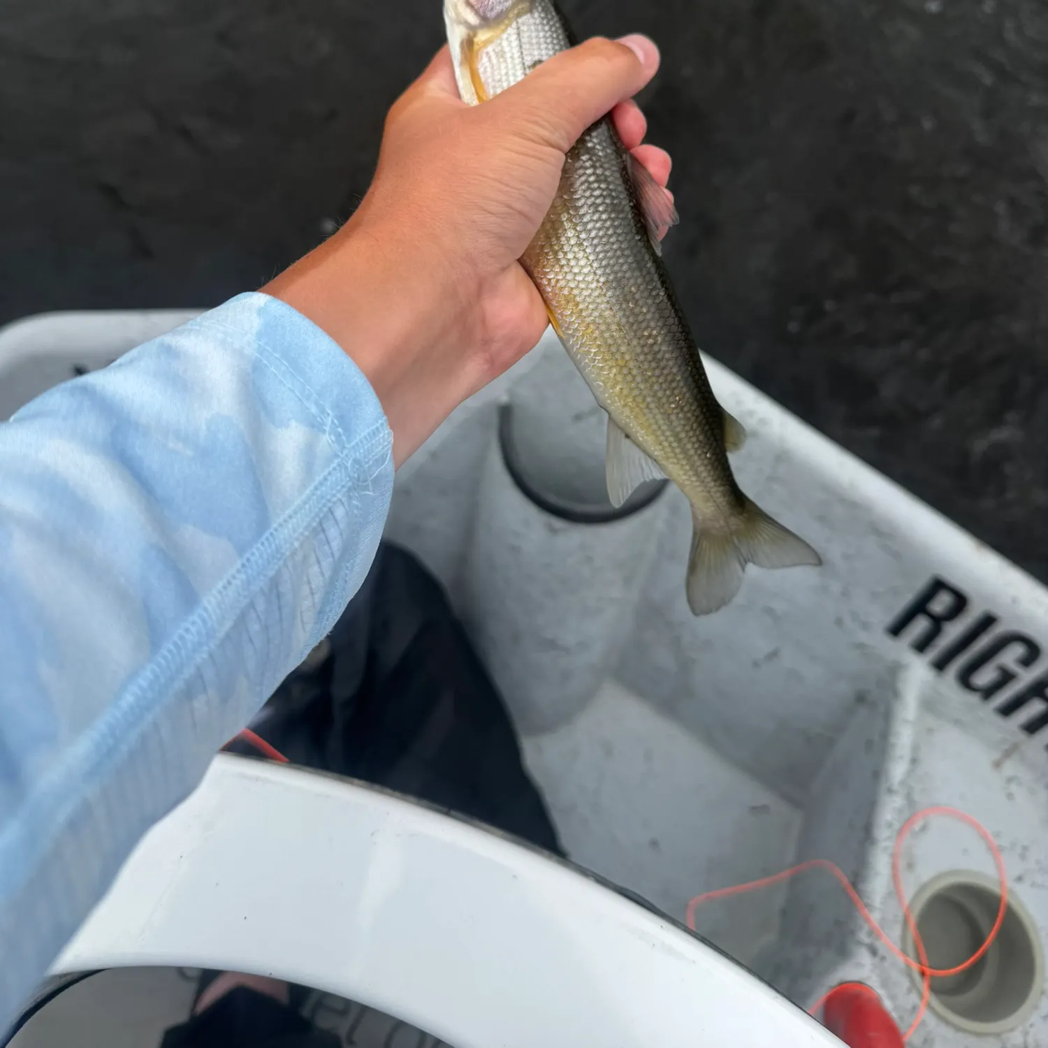 The most recent Mountain whitefish catches on Fishbrain