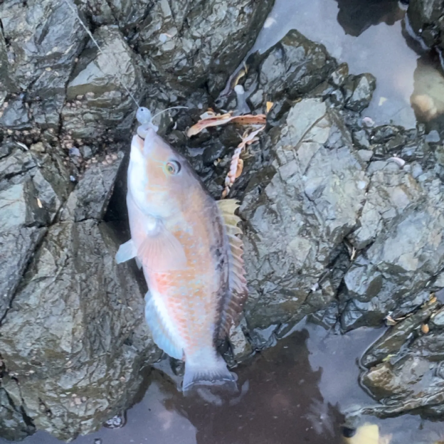 The most recent Spotty wrasse catches on Fishbrain