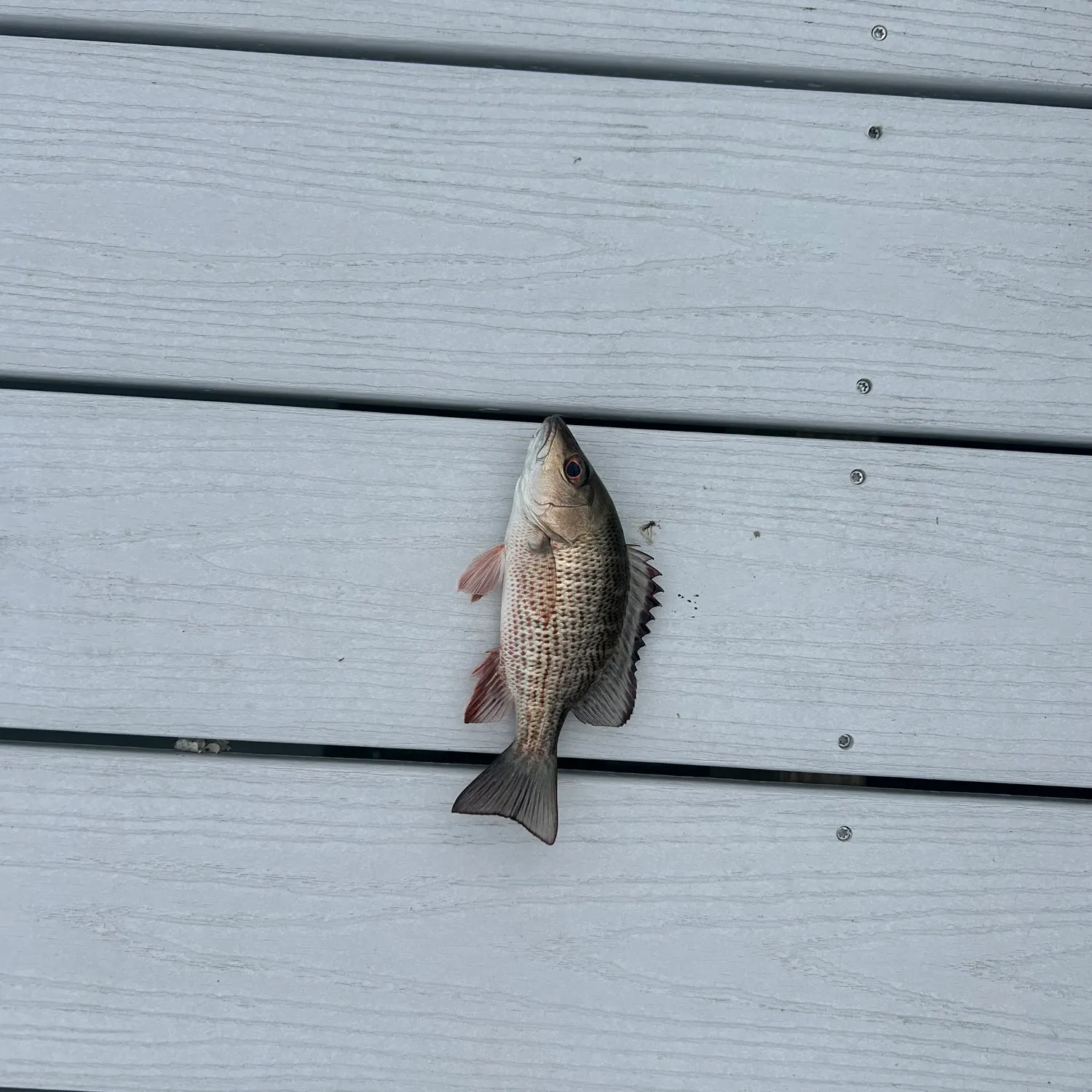 The most recent Mangrove snapper catches on Fishbrain