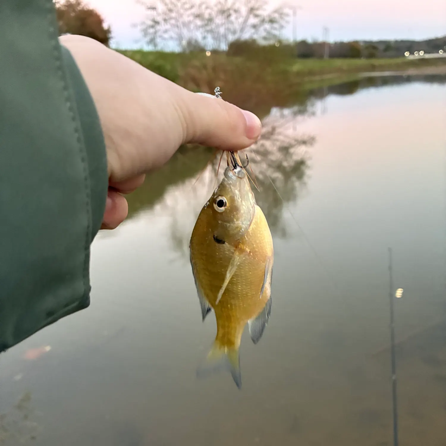 Bluegill caught on Fishbrain