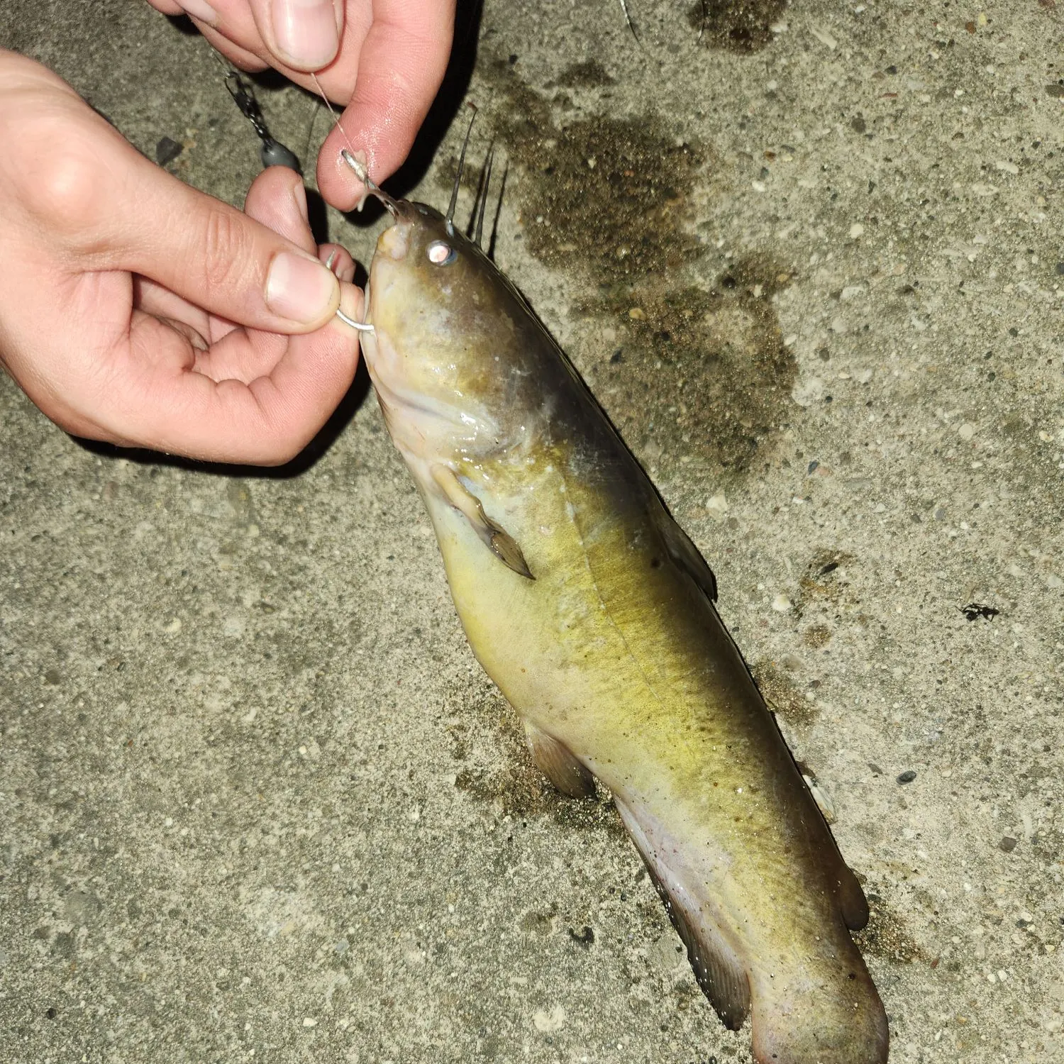 catch