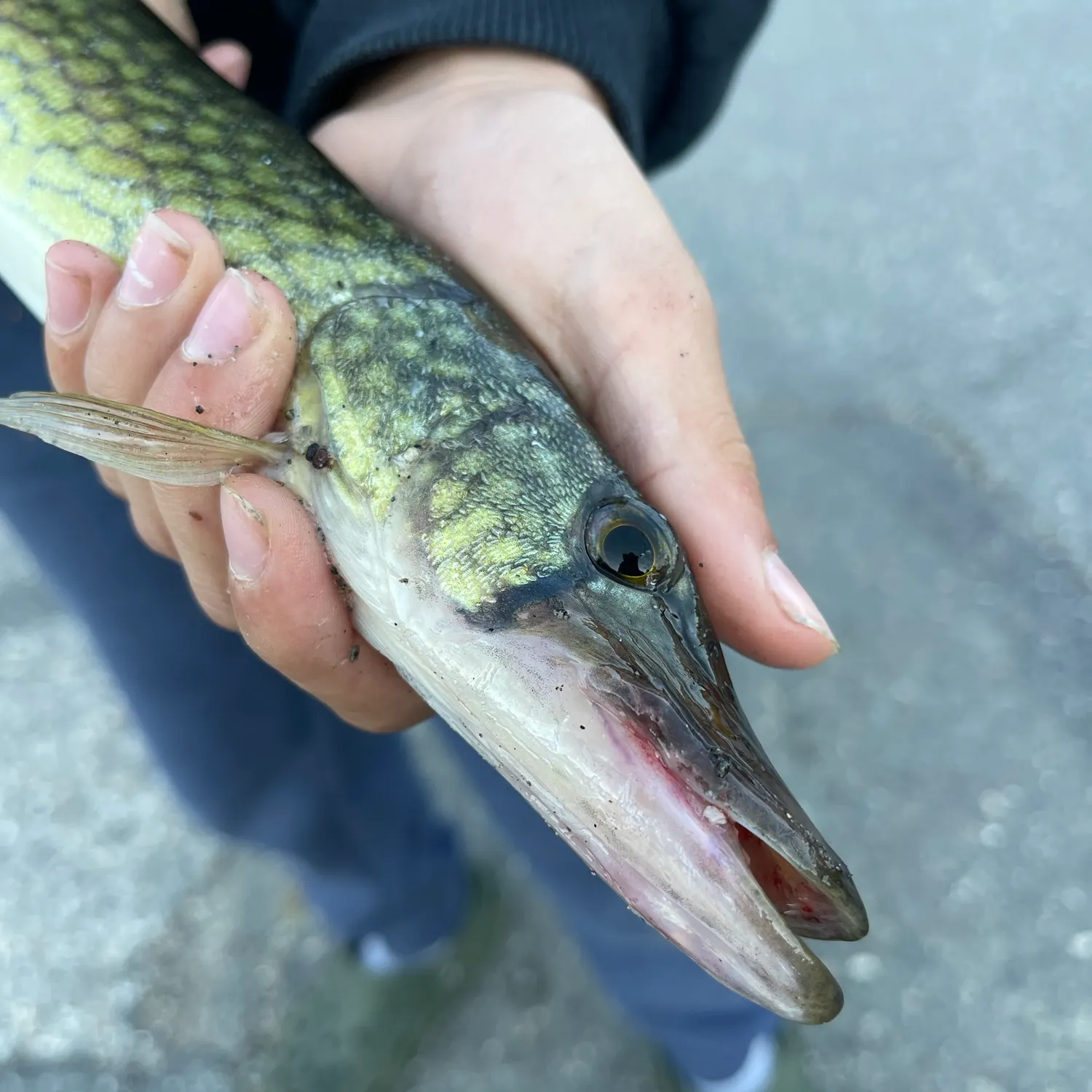 Chain pickerel caught on Fishbrain