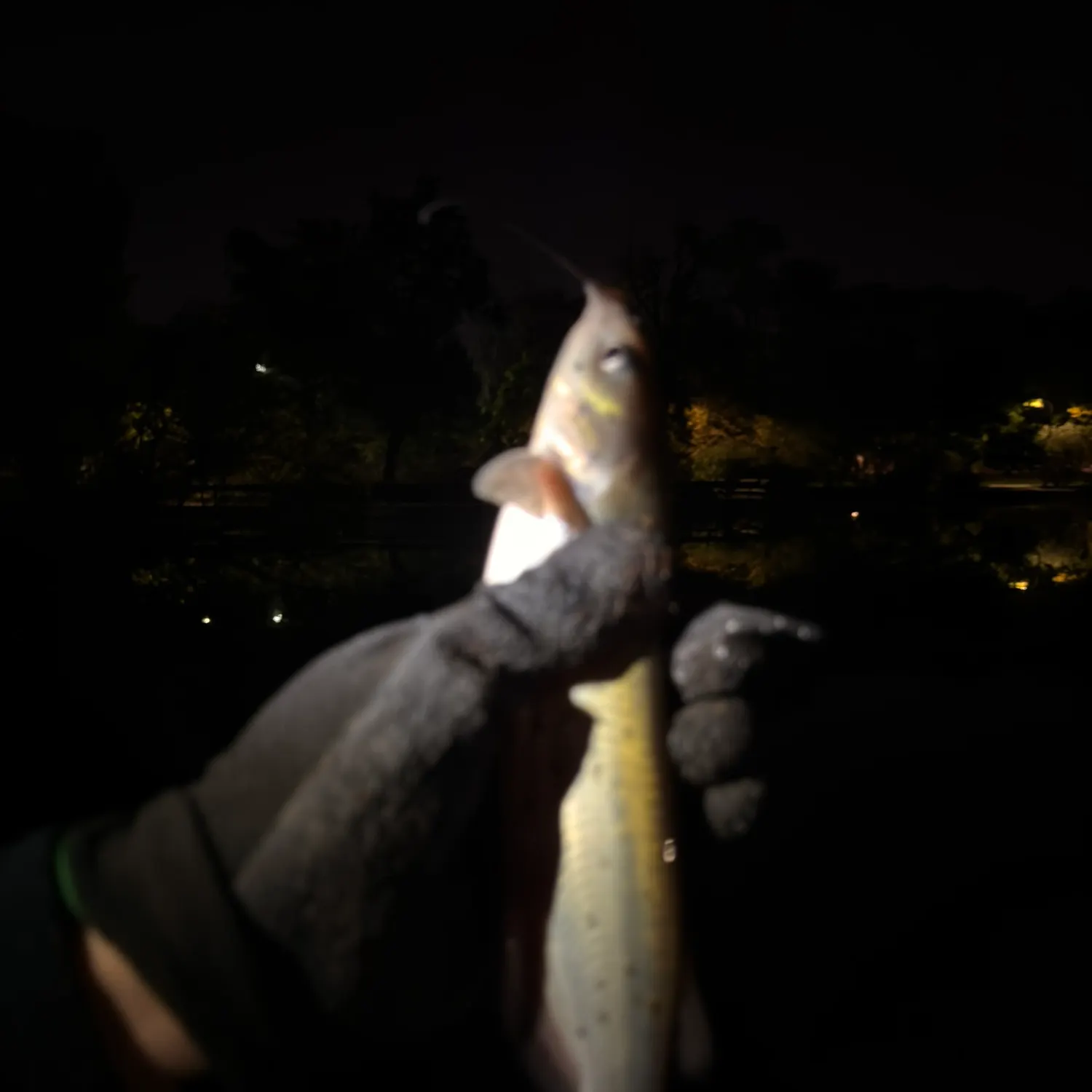 Channel catfish caught on Fishbrain