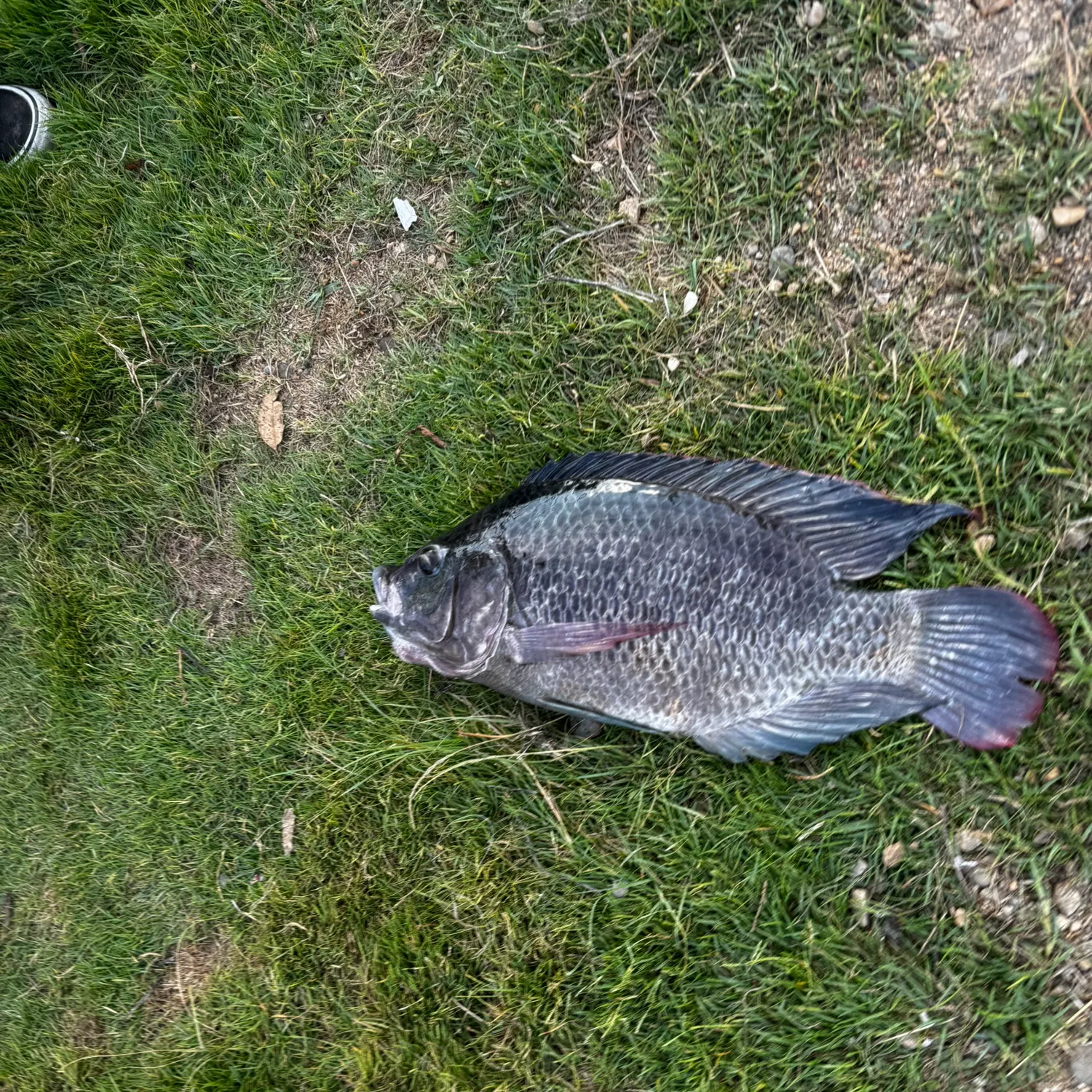 The most recent Blue tilapia catches on Fishbrain