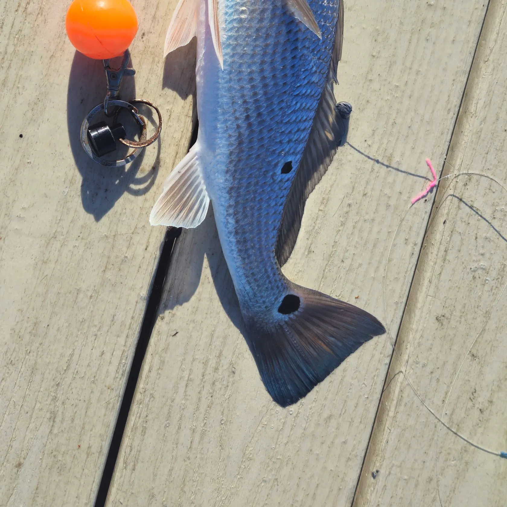 The most recent Red drum catches on Fishbrain
