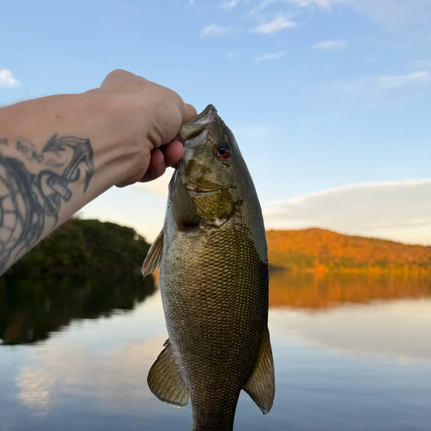 Smallmouth bass caught on Fishbrain