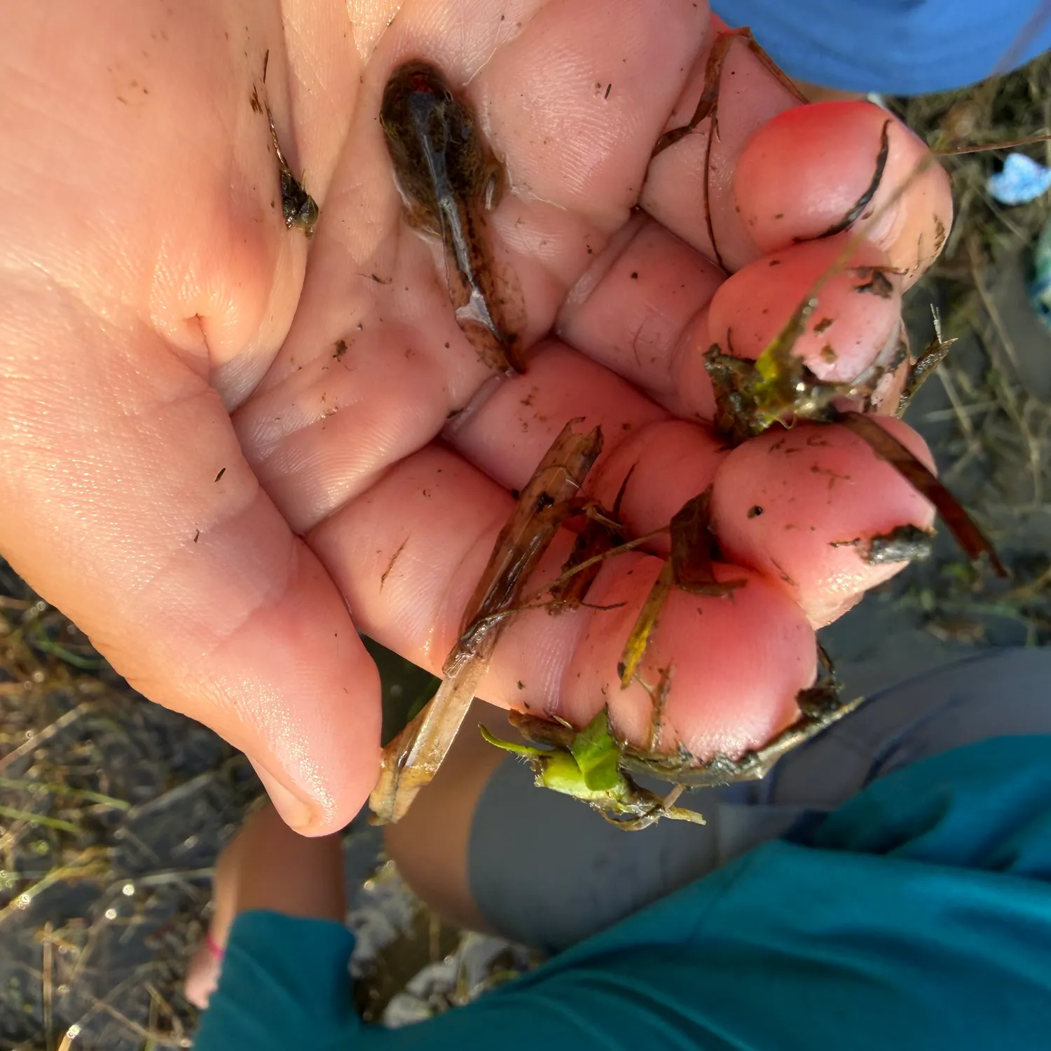 The most recent Tadpole whiptail catches on Fishbrain