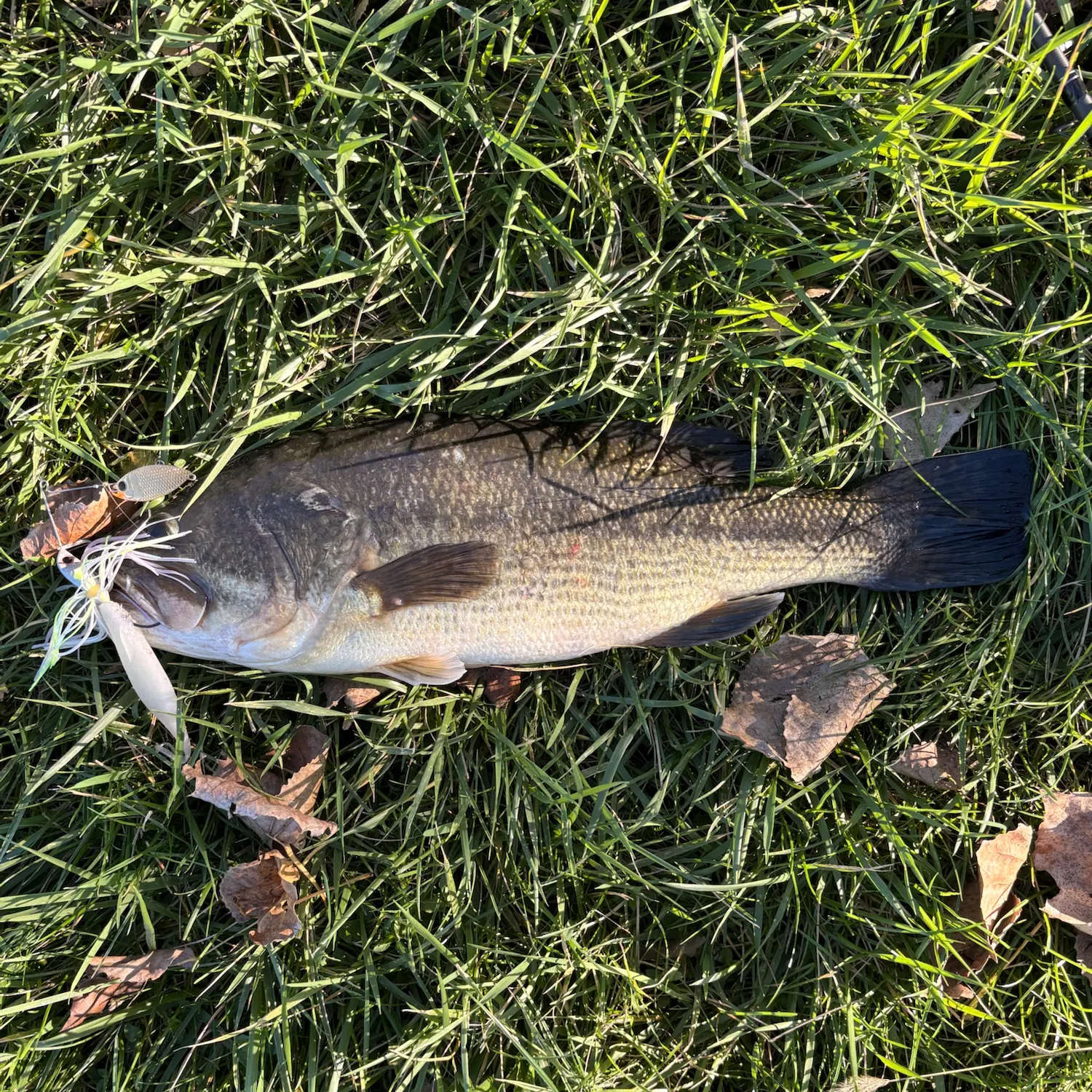 Spotted bass caught on Fishbrain
