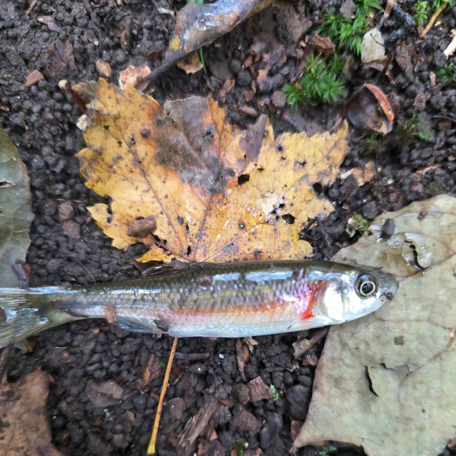 Rosyside dace caught on Fishbrain