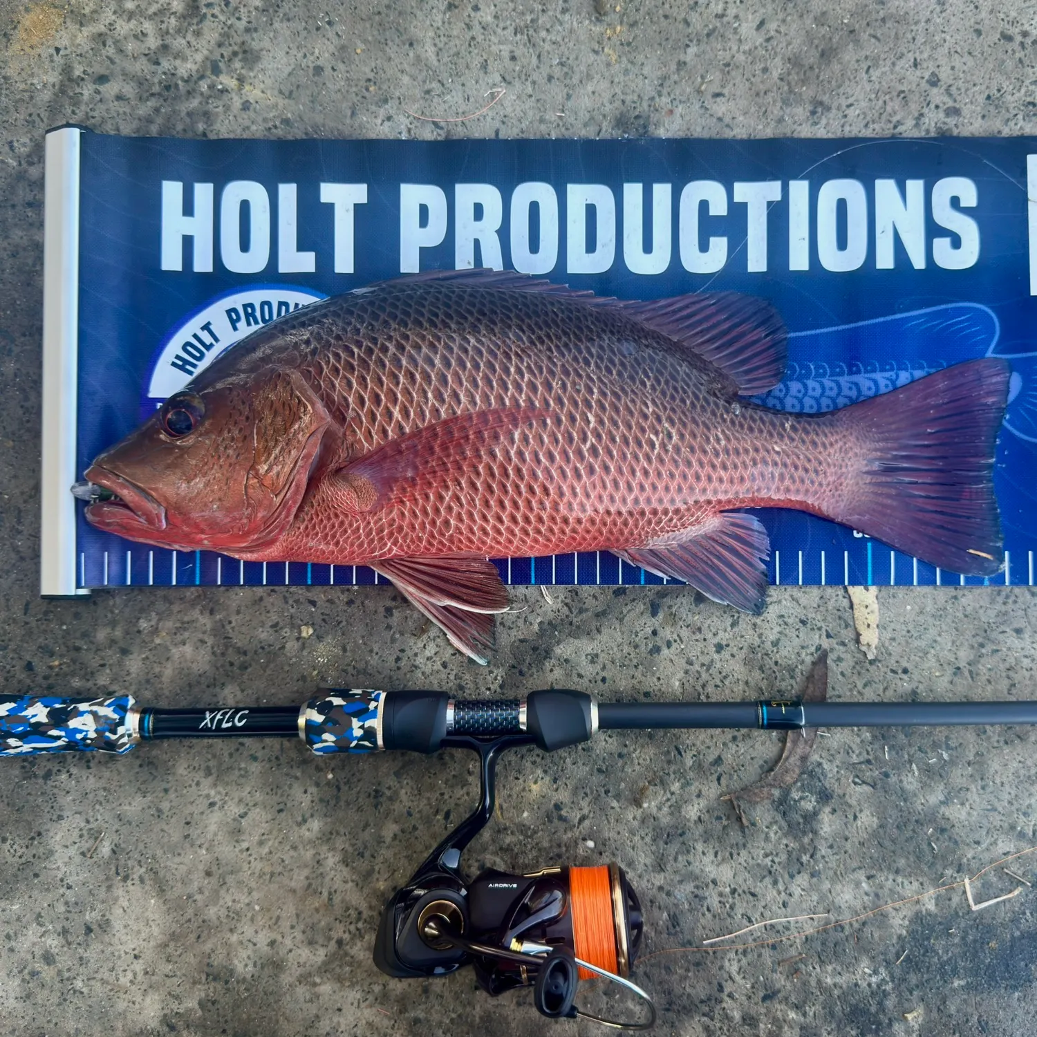 The most recent Mangrove red snapper catches on Fishbrain