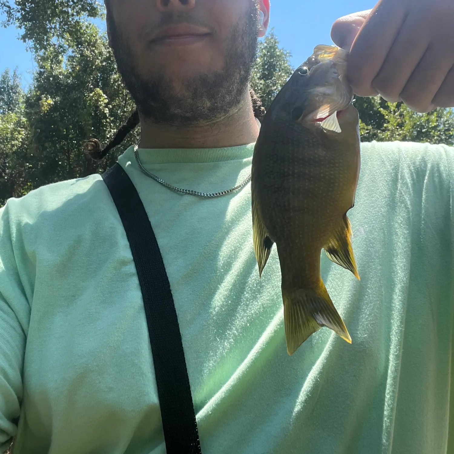 Green sunfish caught on Fishbrain