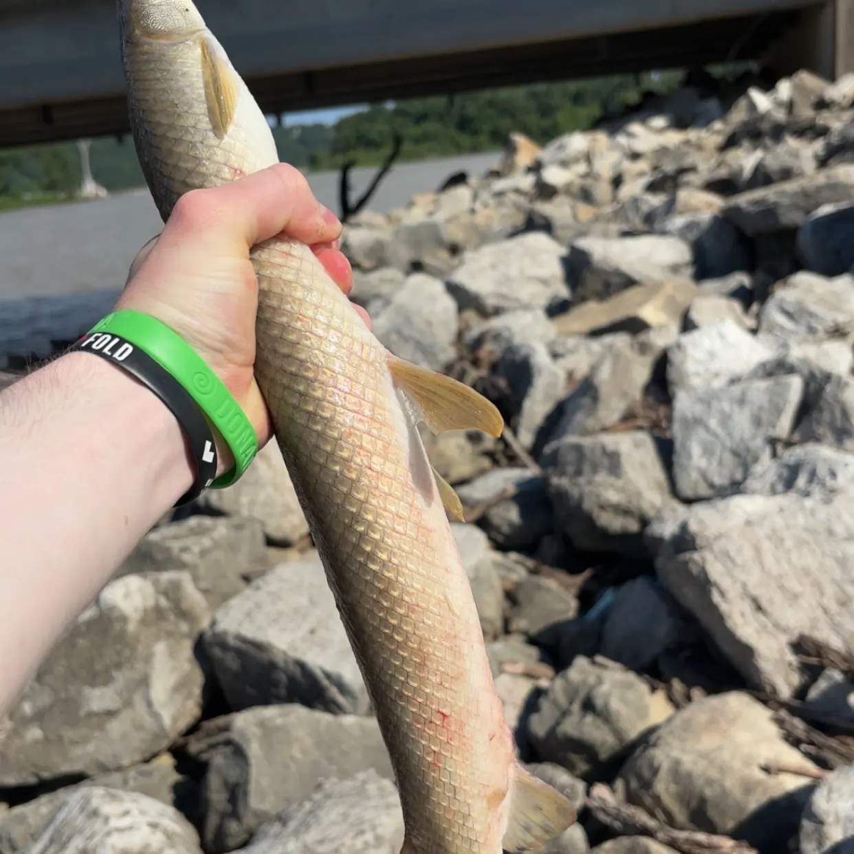 The most recent Shortnose gar catches on Fishbrain