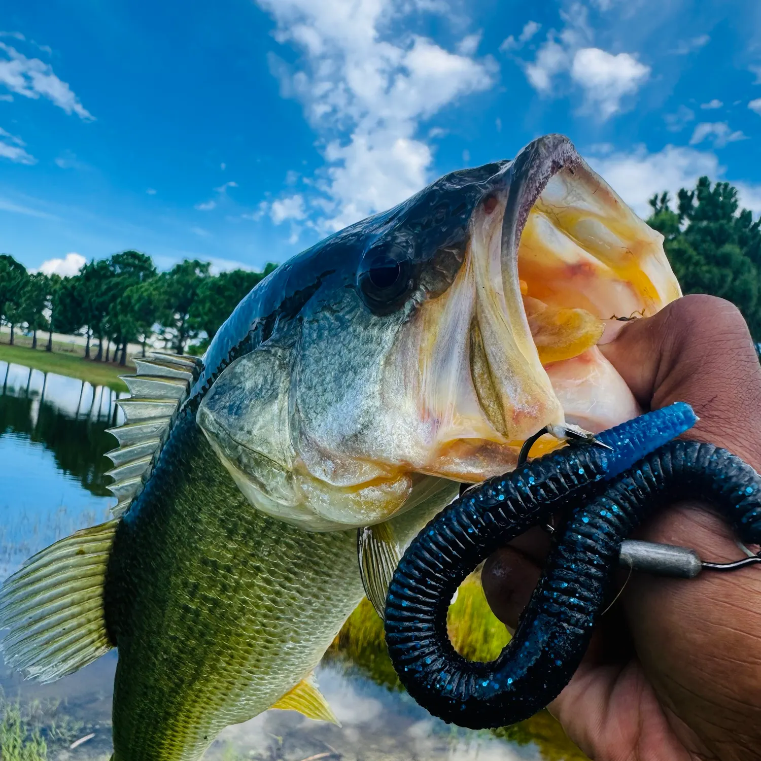 Largemouth bass caught on Fishbrain