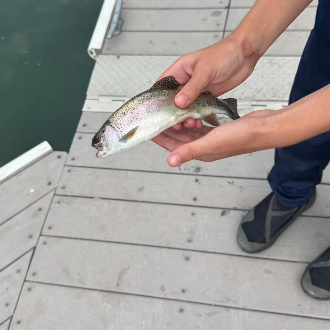 Rainbow trout caught on Fishbrain