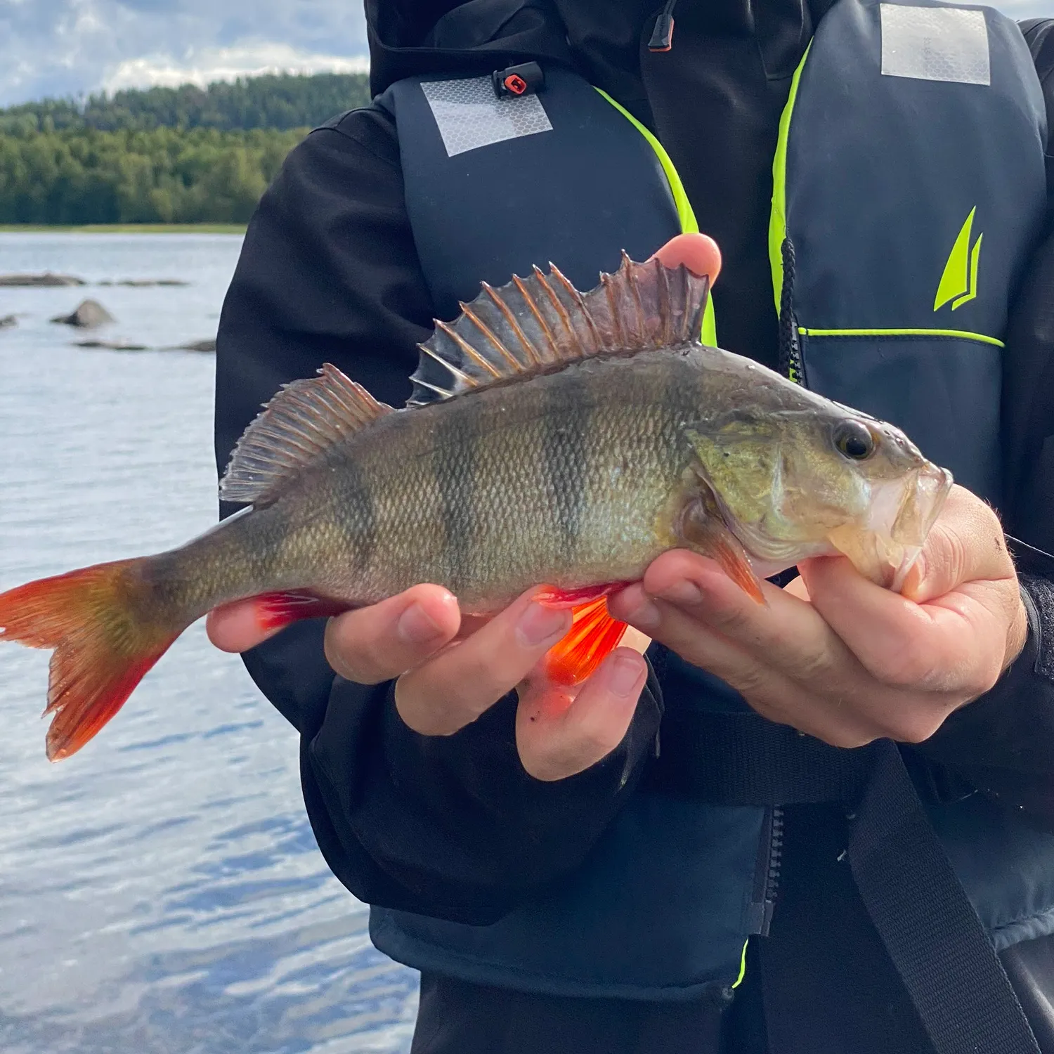 European perch caught on Fishbrain