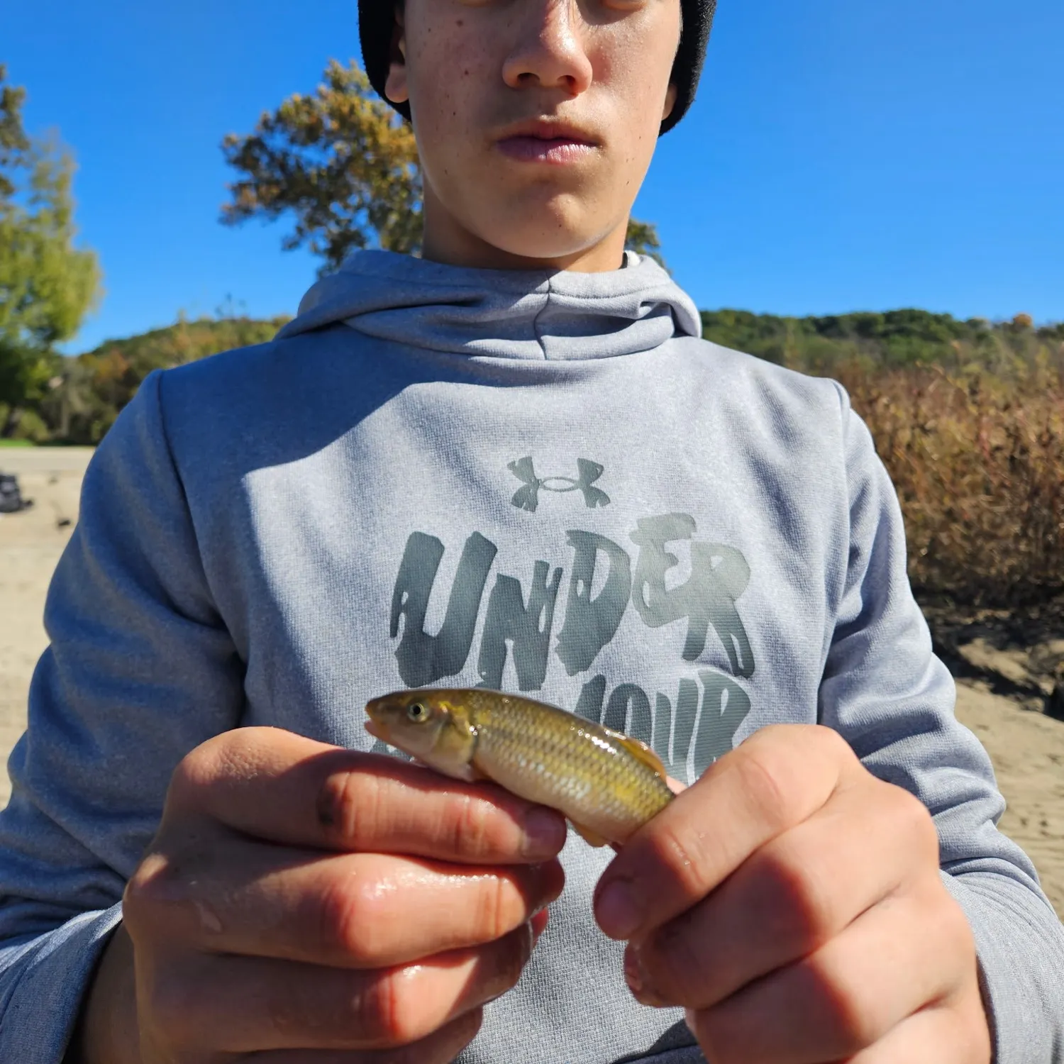 Hornyhead chub caught on Fishbrain