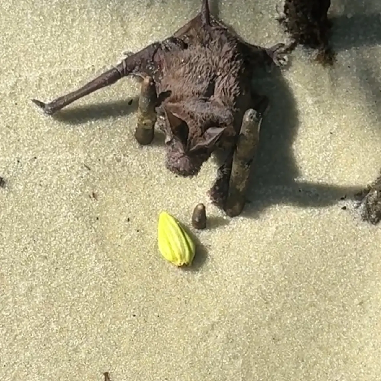 Fish caught on Fishbrain