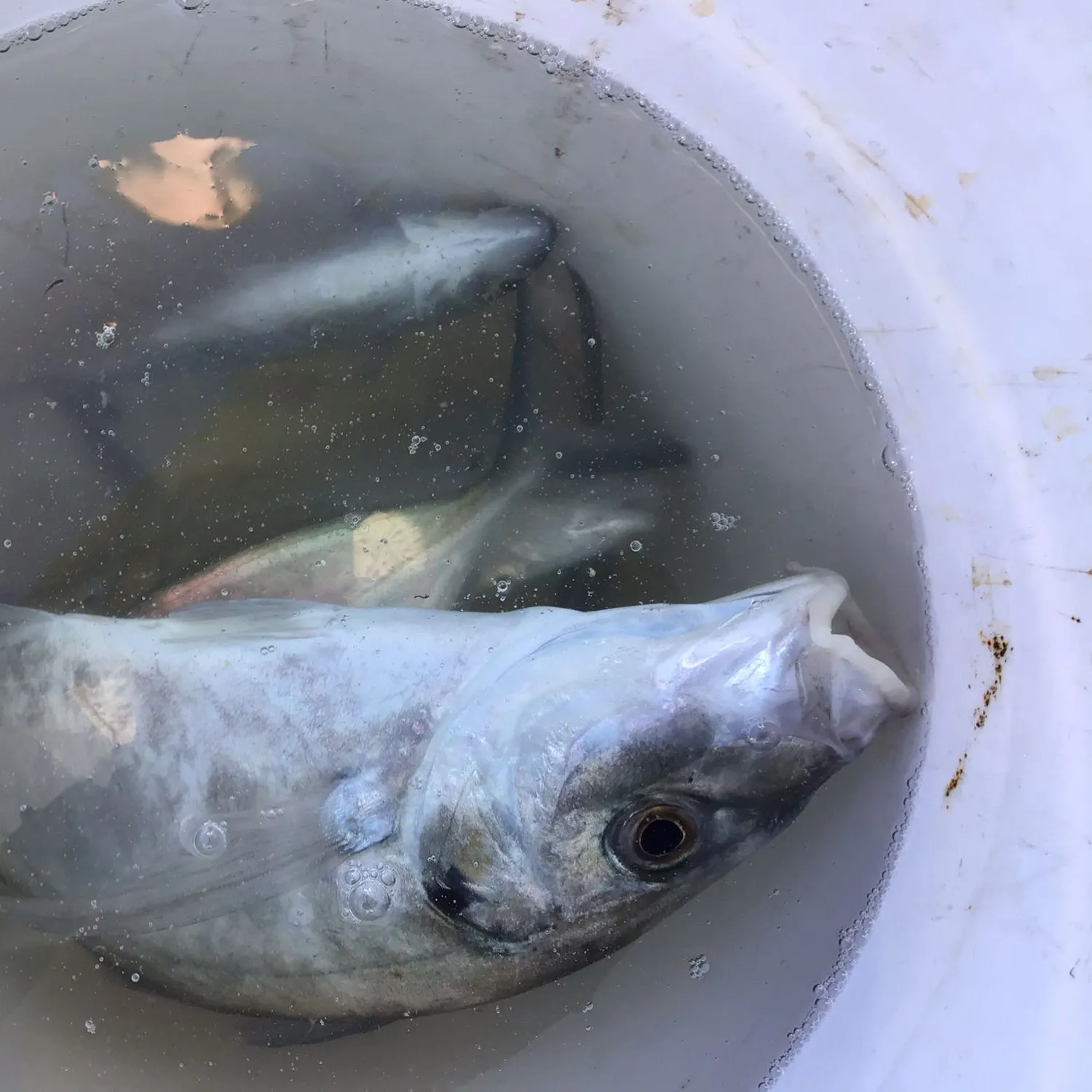 White trevally caught on Fishbrain