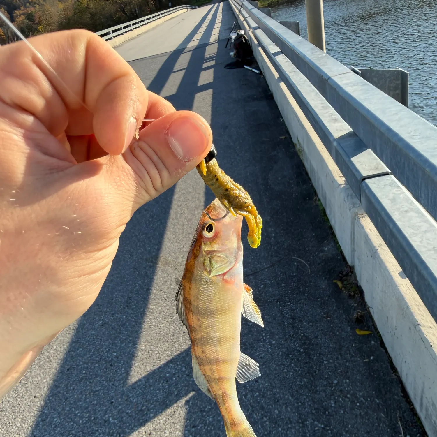 Yellow perch caught on Fishbrain