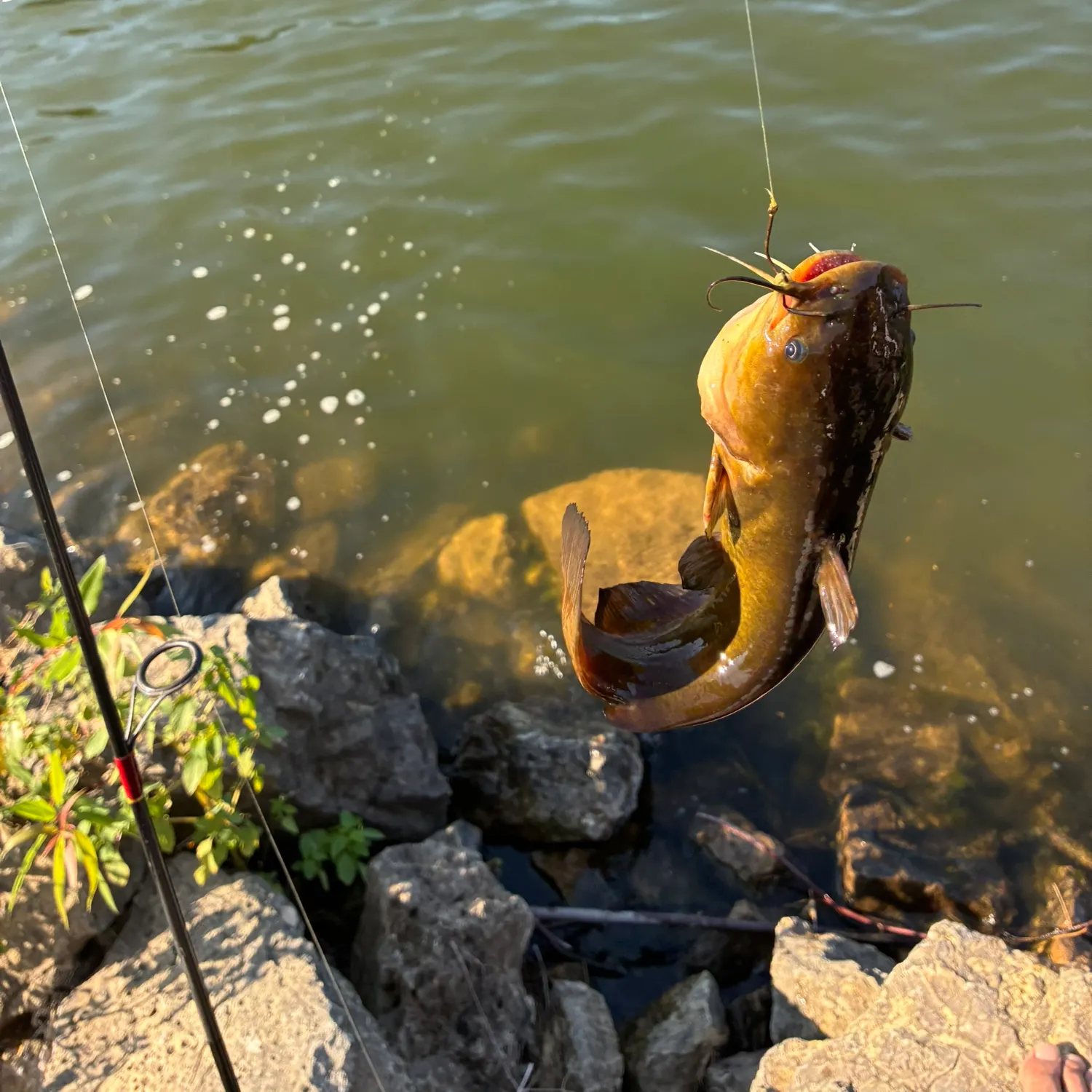 recently logged catches