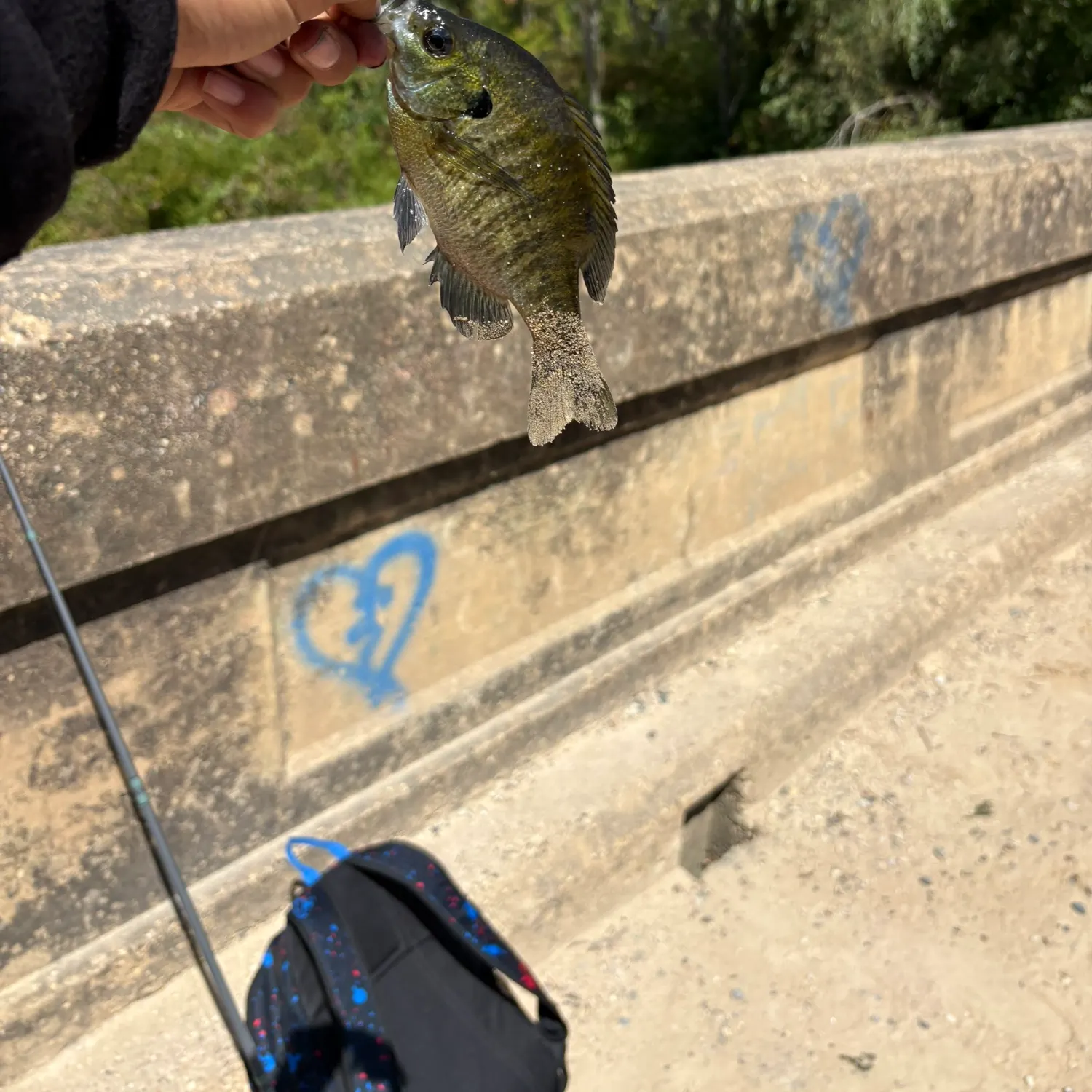 Bluegill caught on Fishbrain