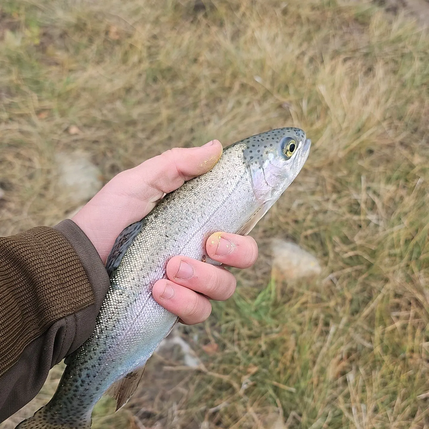 Cutbow caught on Fishbrain