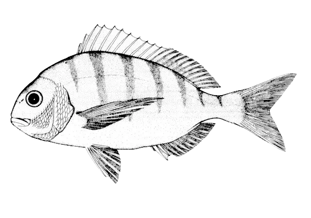 White stumpnose