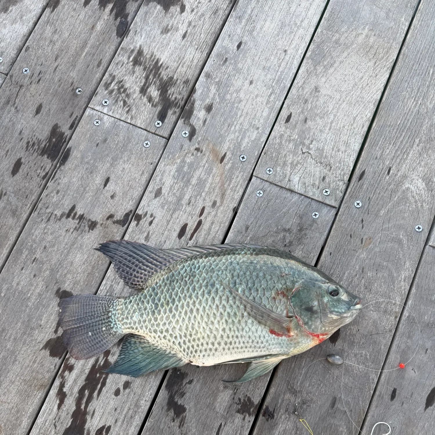 Blue tilapia caught on Fishbrain