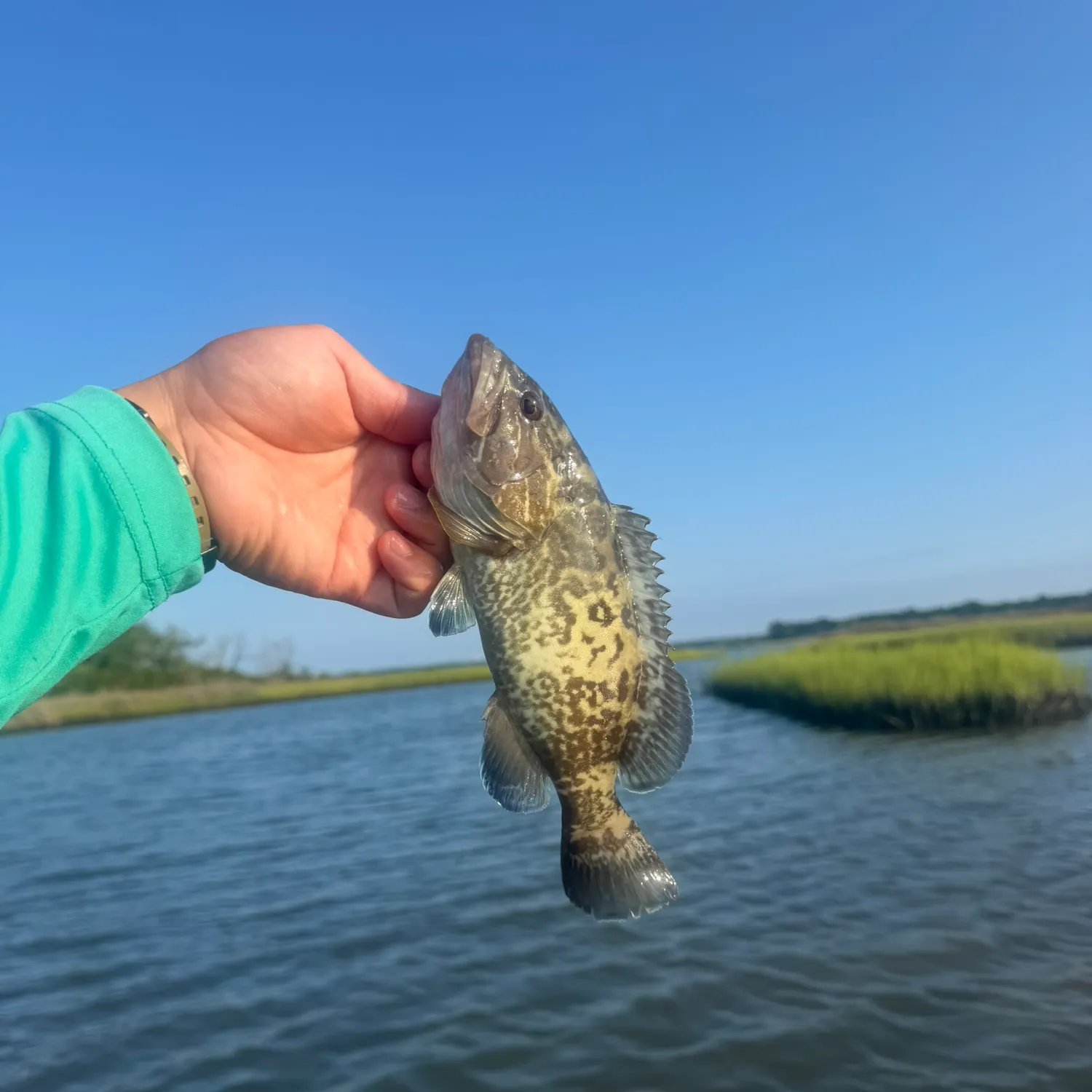 Gag grouper caught on Fishbrain