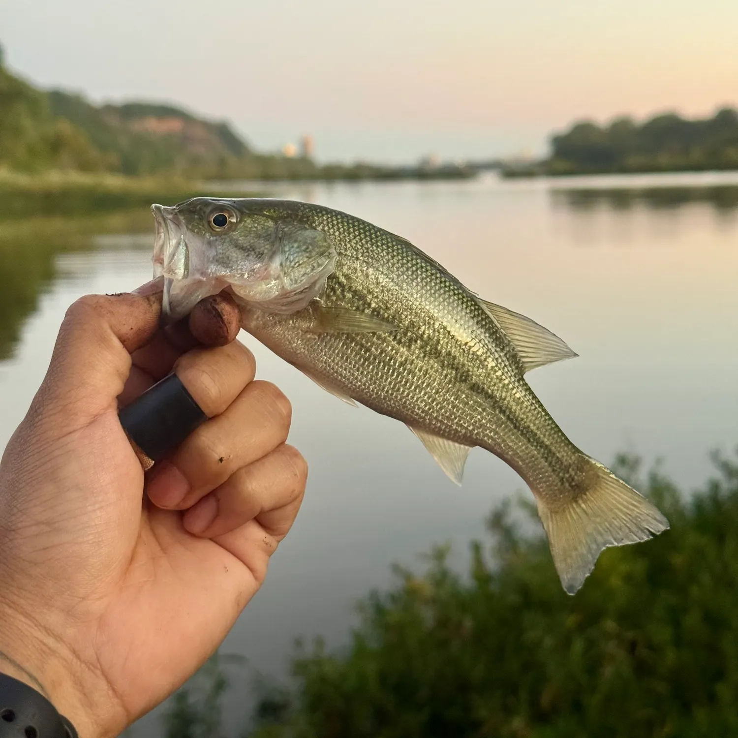 Spotted bass caught on Fishbrain