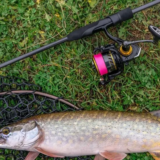 Northern pike caught on Fishbrain