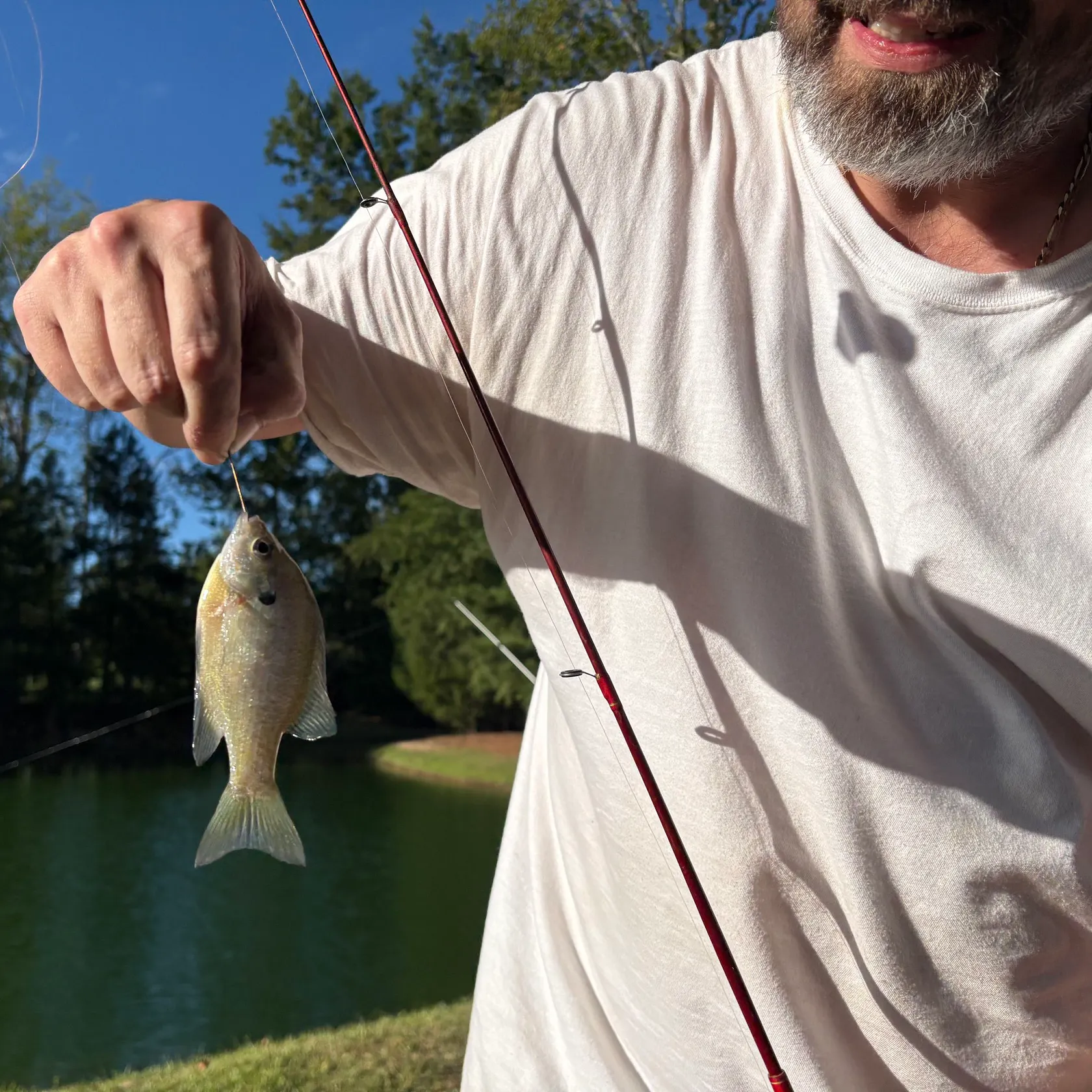 Bluegill caught on Fishbrain