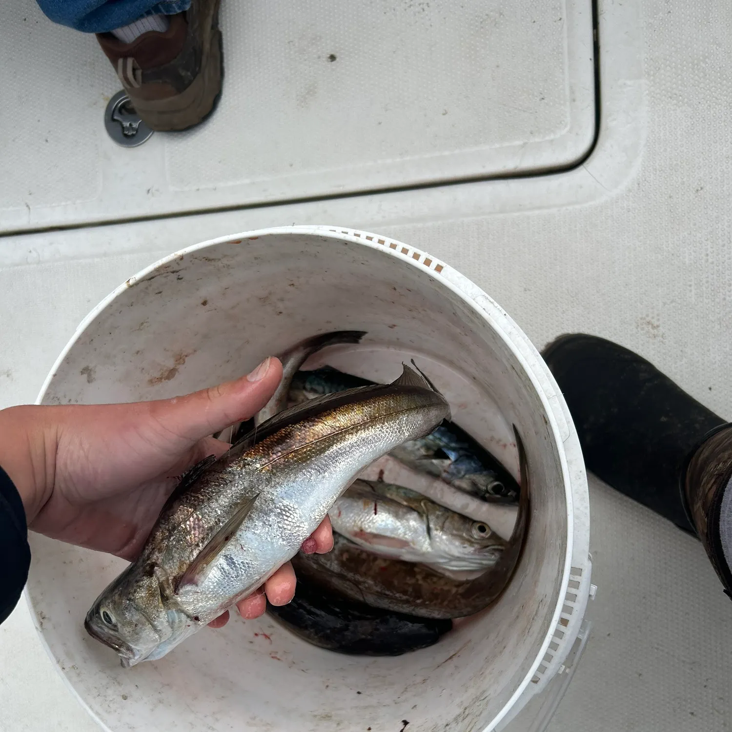 The most recent Silver hake catches on Fishbrain