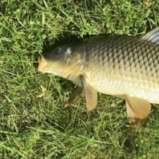 Common carp caught on Fishbrain