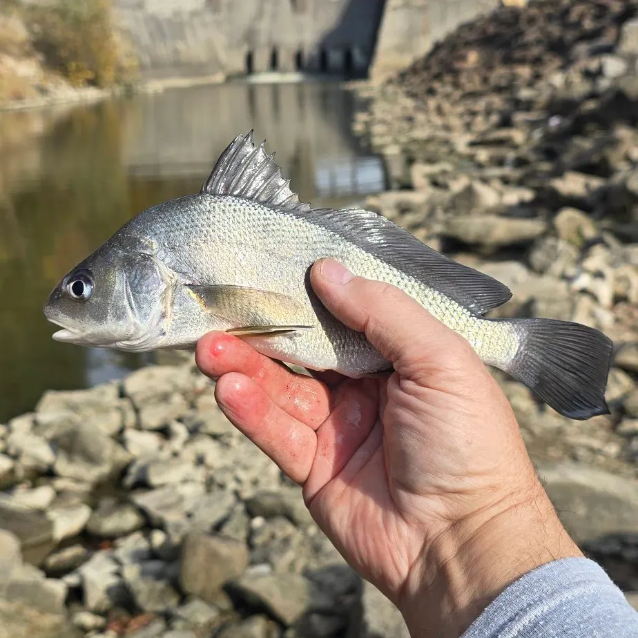 White perch caught on Fishbrain