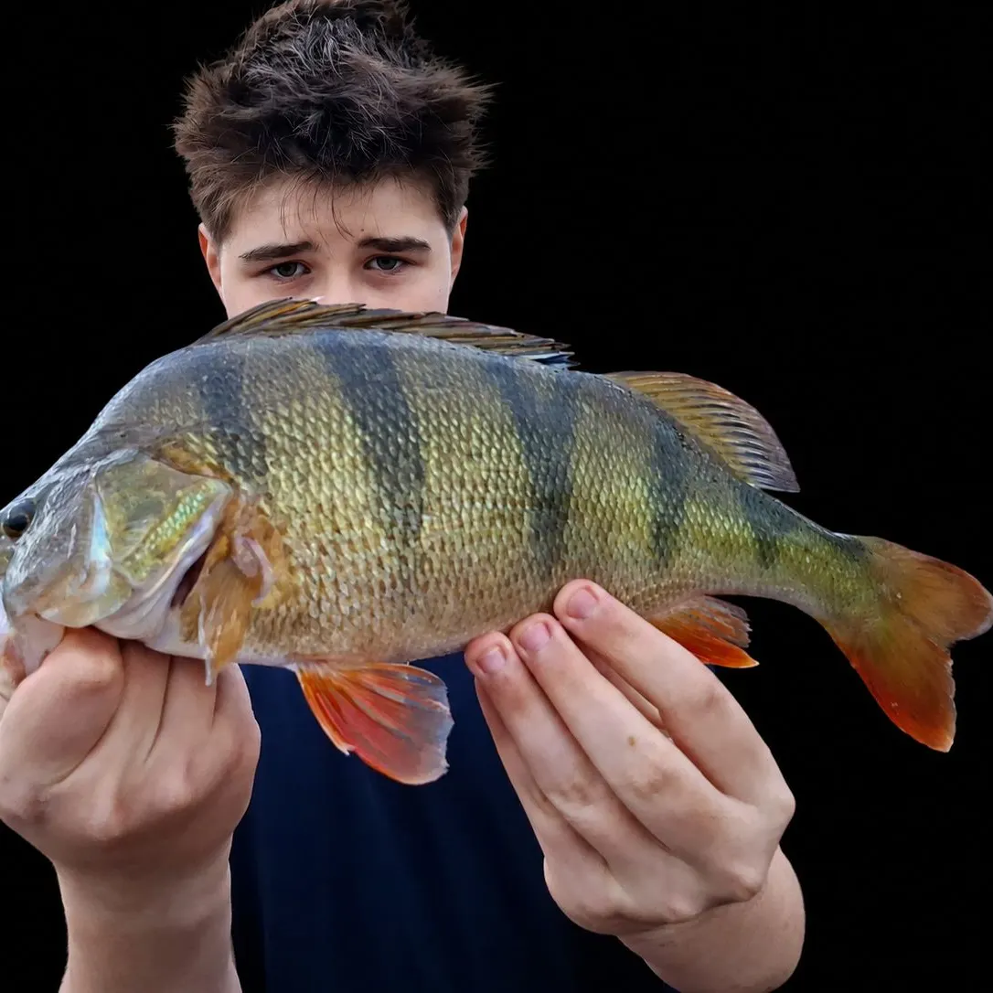European perch caught on Fishbrain