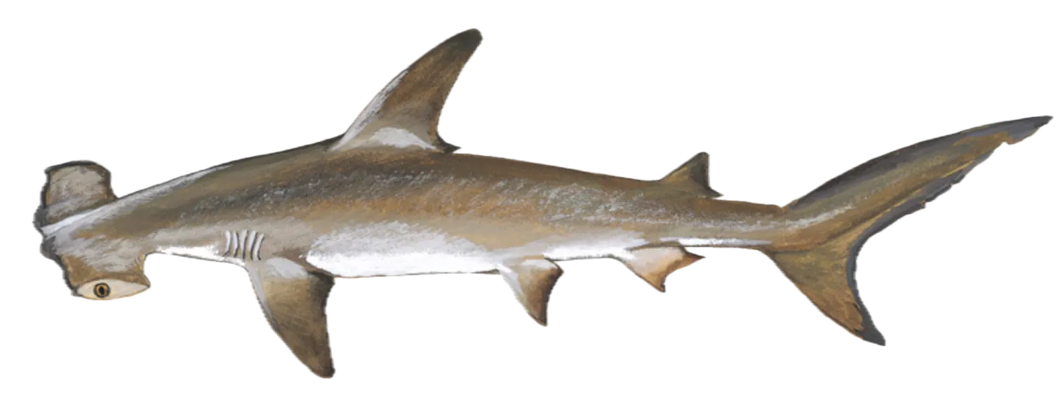 Scalloped hammerhead shark