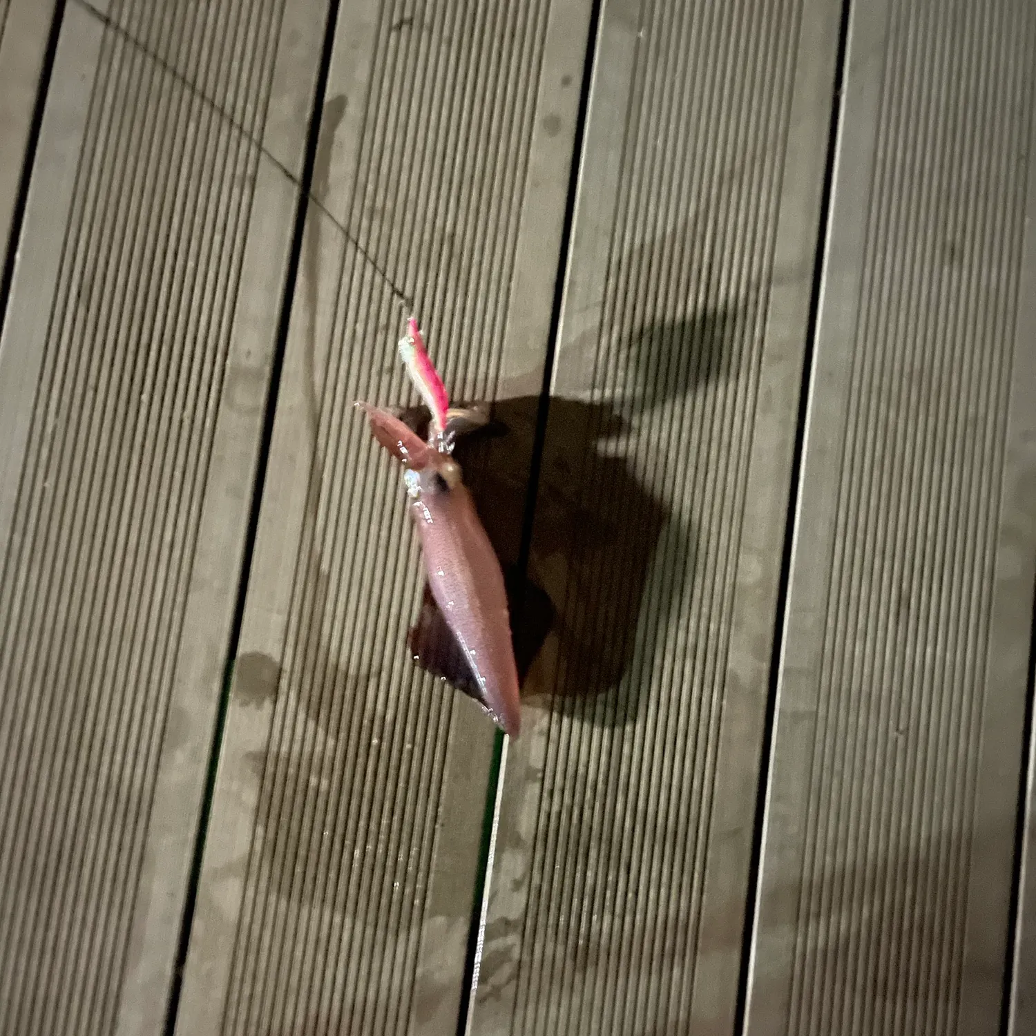 The most recent Gould's squid catches on Fishbrain