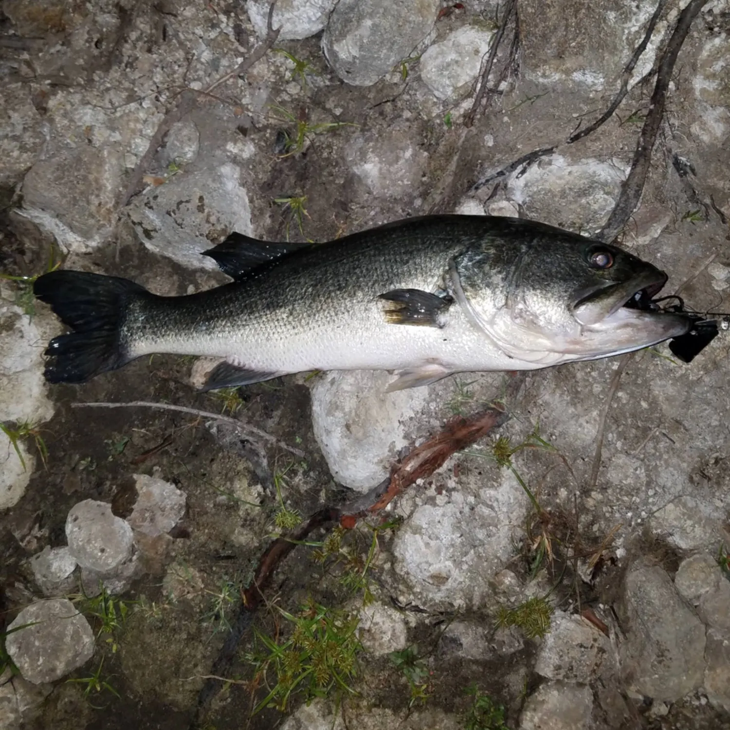 Largemouth bass caught on Fishbrain