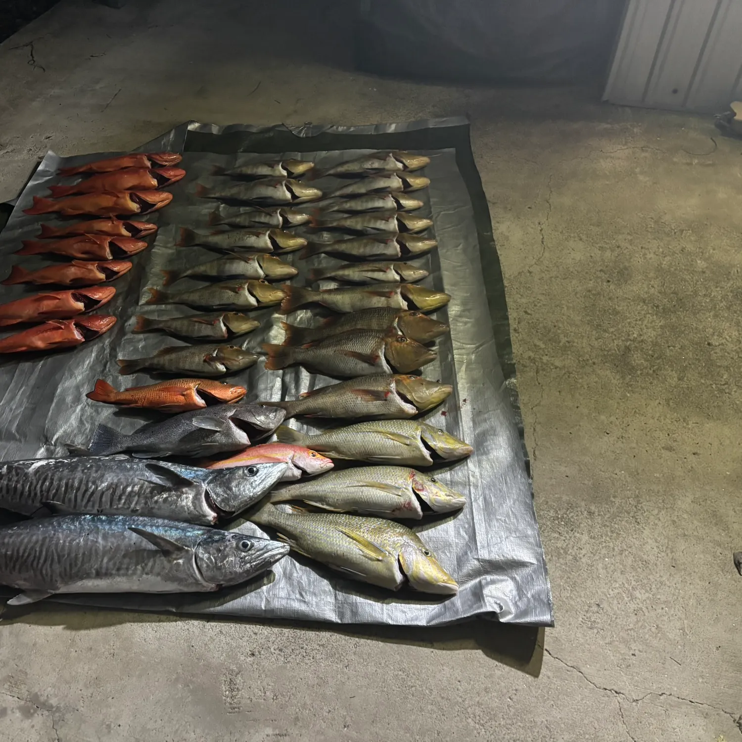 The most recent Narrow-barred Spanish mackerel catches on Fishbrain