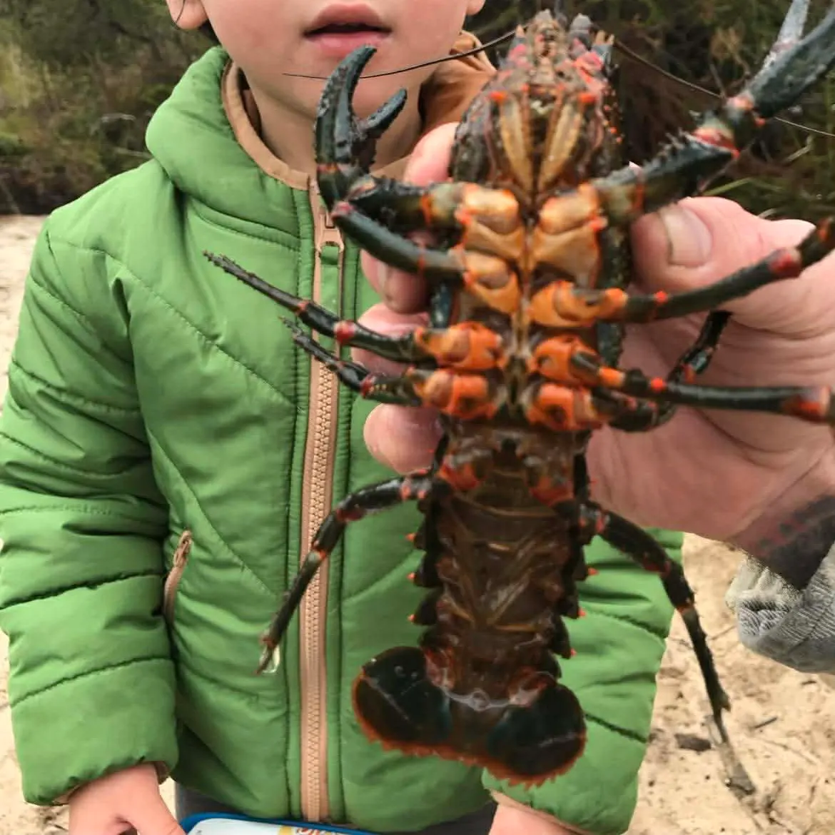 The most recent Common yabby catches on Fishbrain