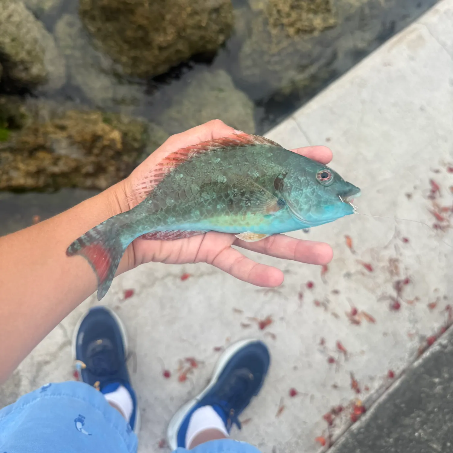 The most recent Redtail parrotfish catches on Fishbrain