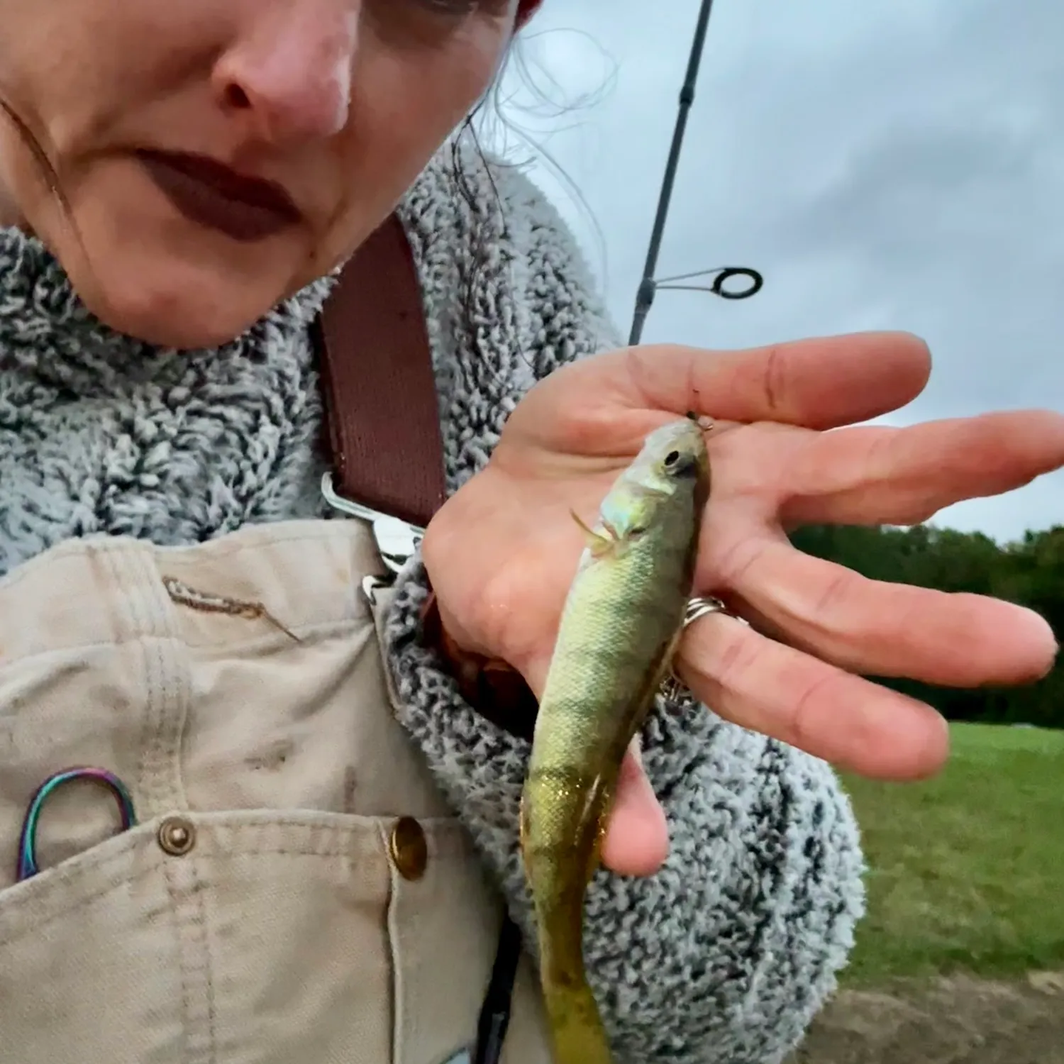 Yellow perch caught on Fishbrain