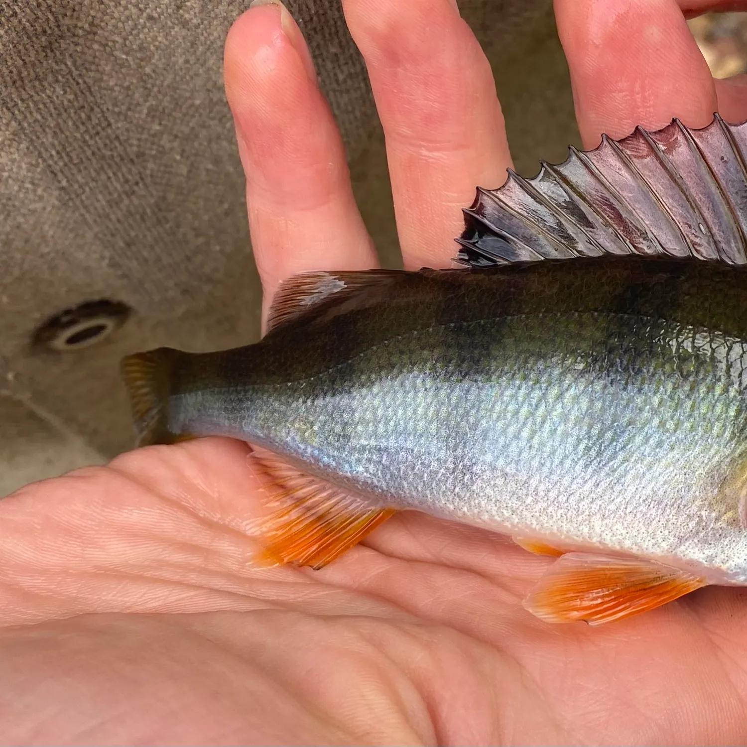 European perch caught on Fishbrain