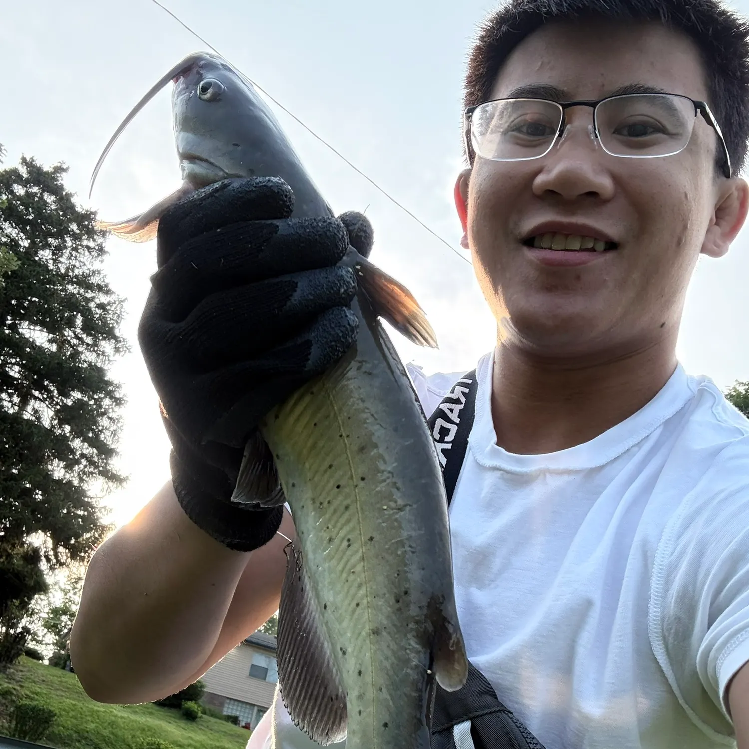 Channel catfish caught on Fishbrain